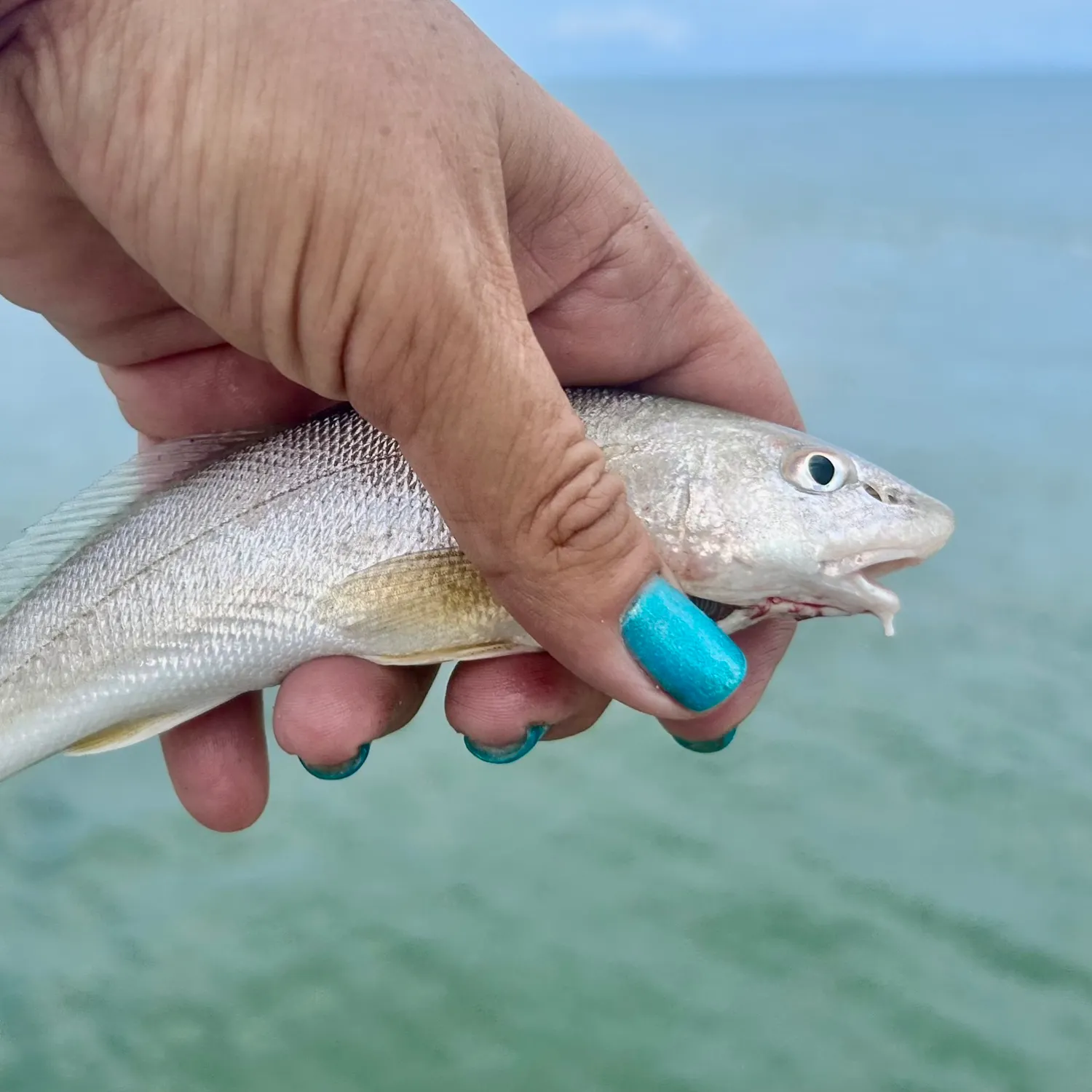 The most popular recent King George whiting catch on Fishbrain