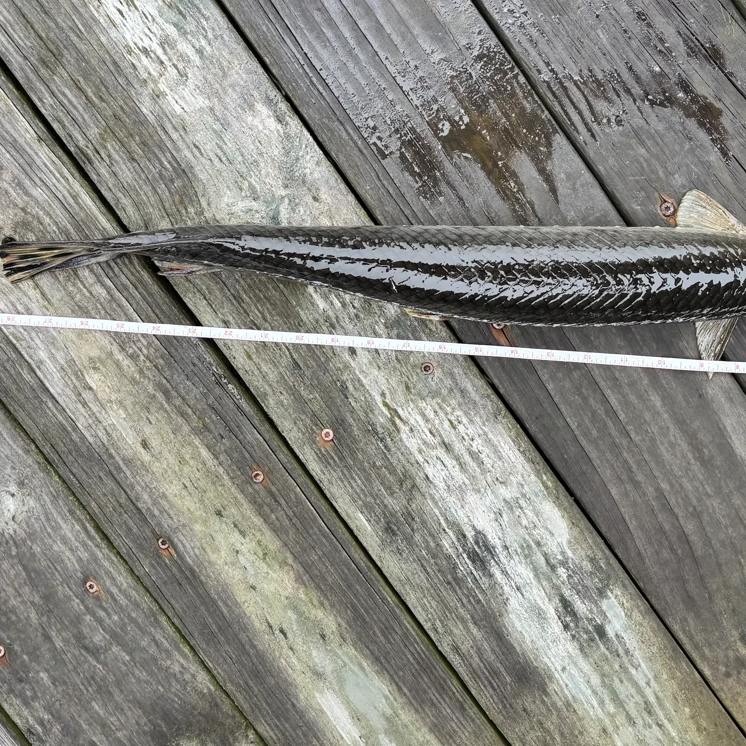 recently logged catches