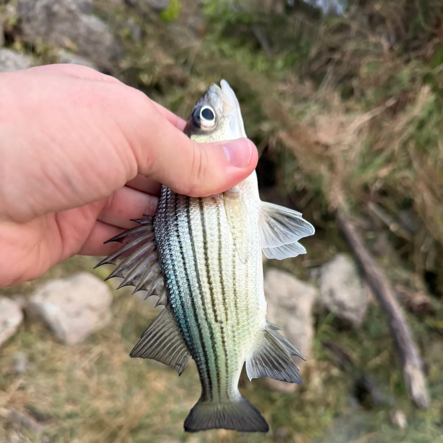 Yellow bass caught on Fishbrain