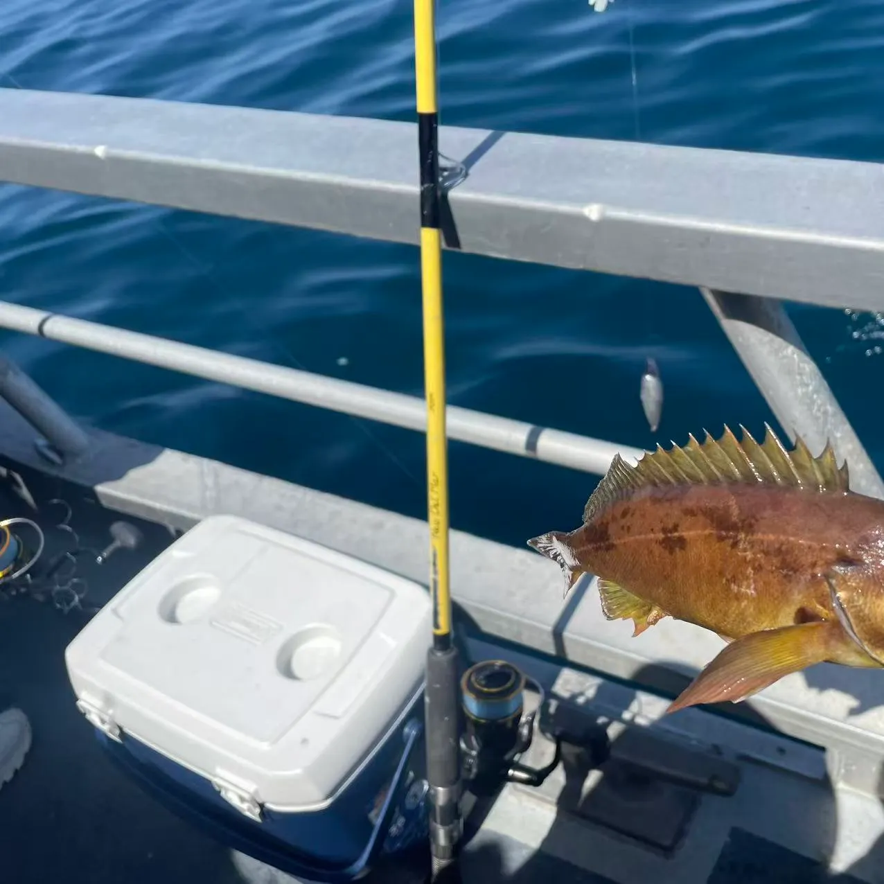 The most recent Squarespot rockfish catches on Fishbrain
