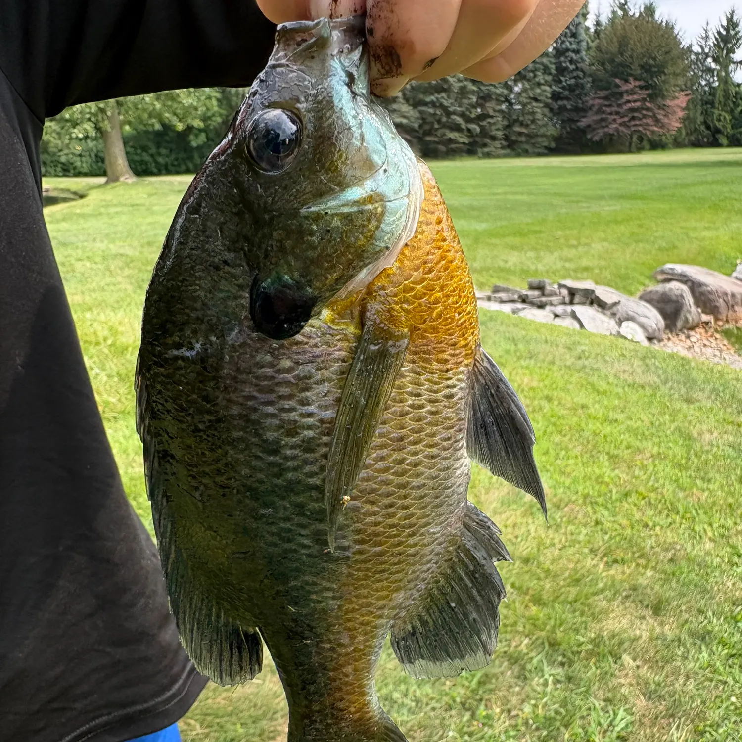 Bluegill caught on Fishbrain