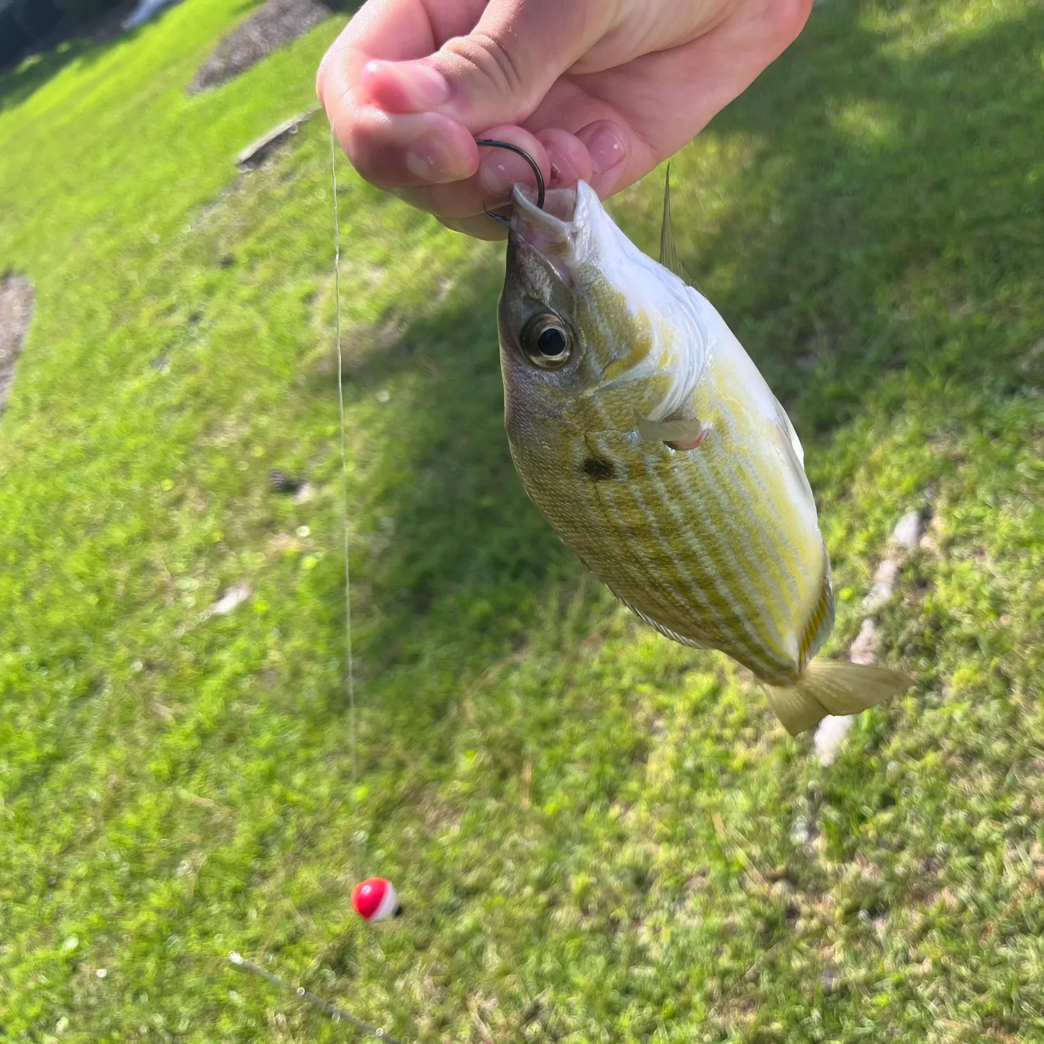 Mutton snapper caught on Fishbrain