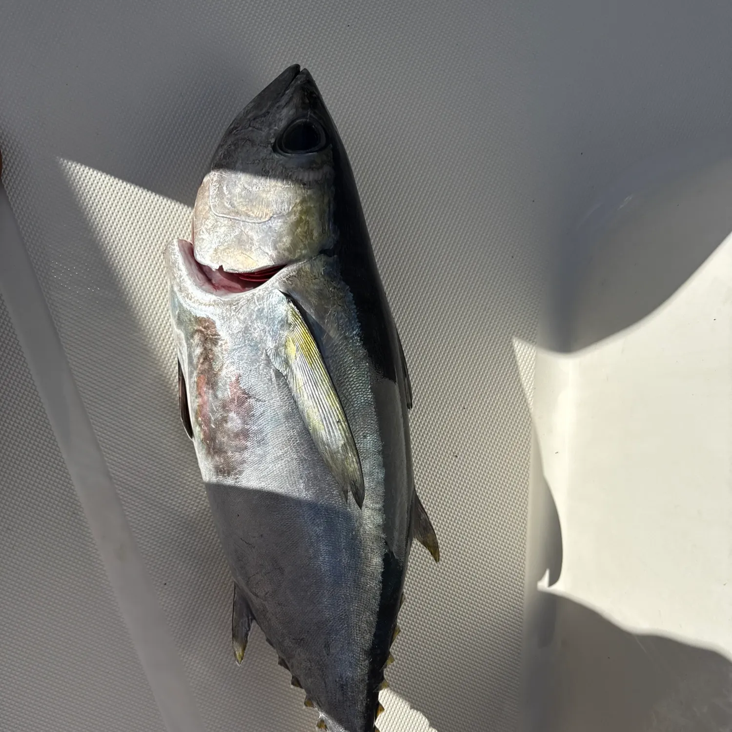 The most recent Blackfin tuna catches on Fishbrain