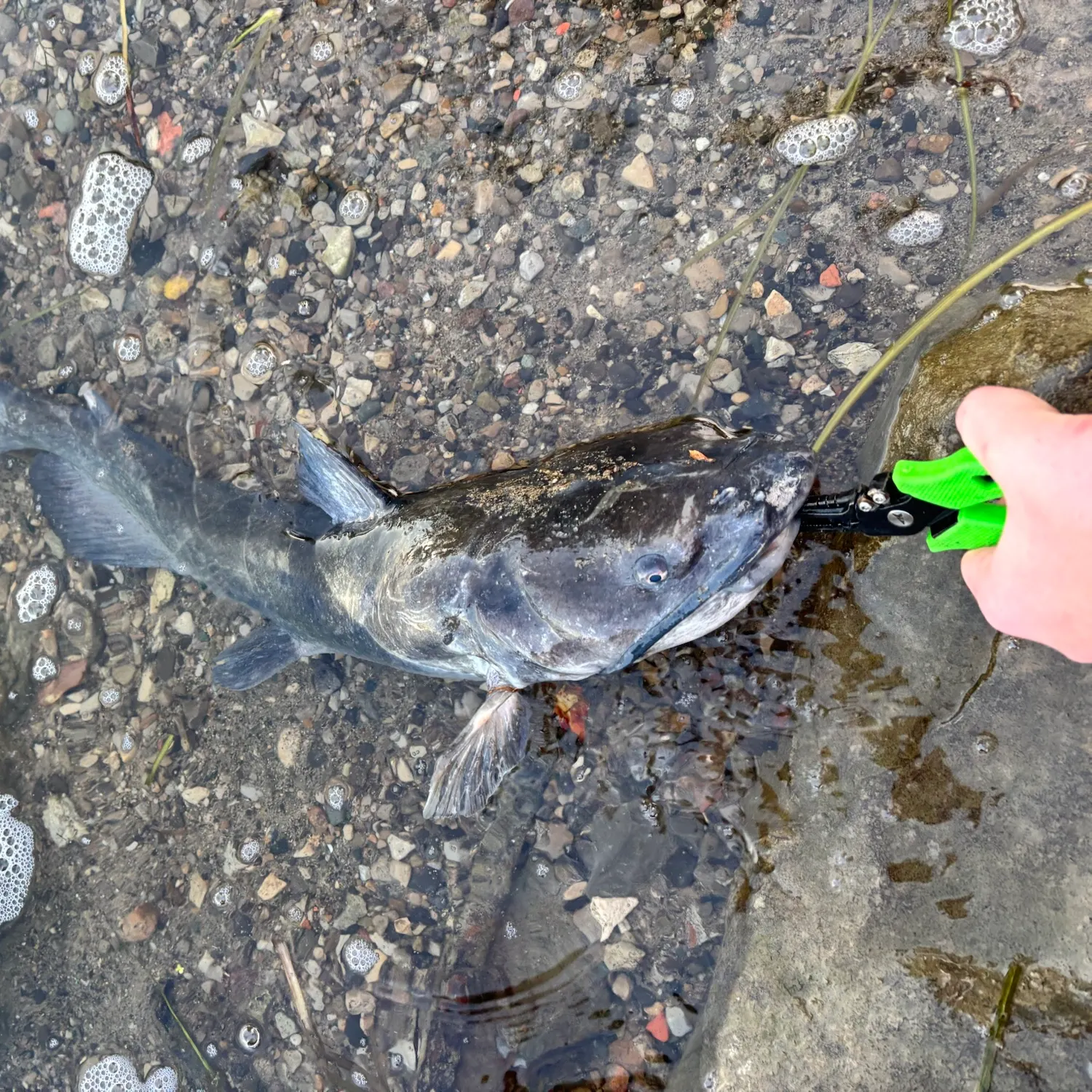 Channel catfish caught on Fishbrain