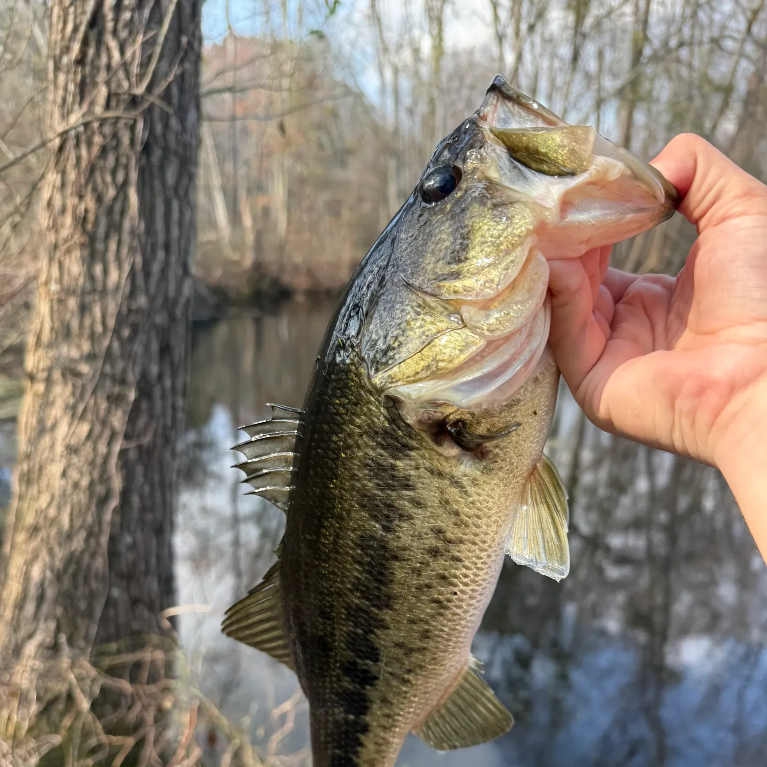 The most recent Largemouth bass catches on Fishbrain