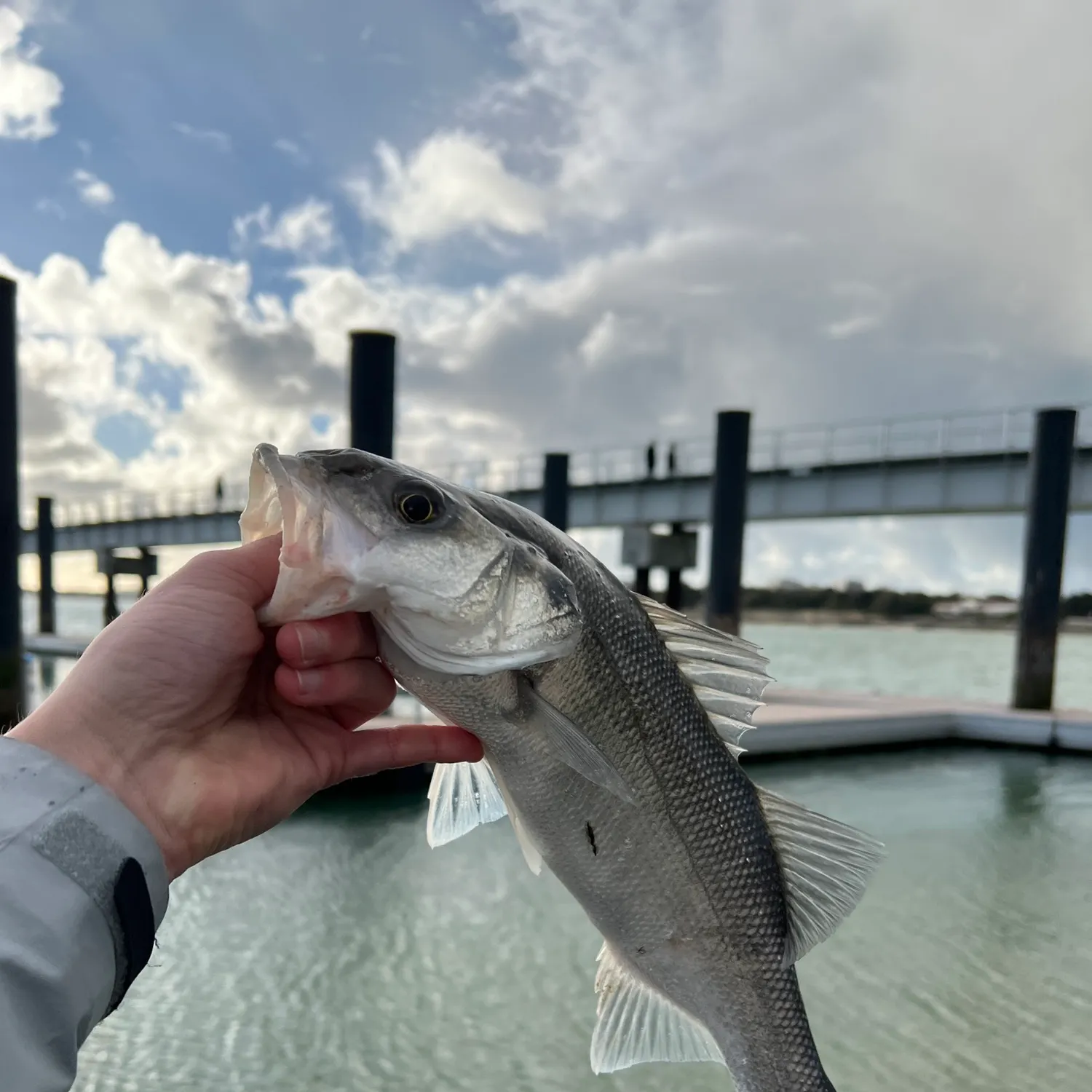 The most recent European seabass catches on Fishbrain