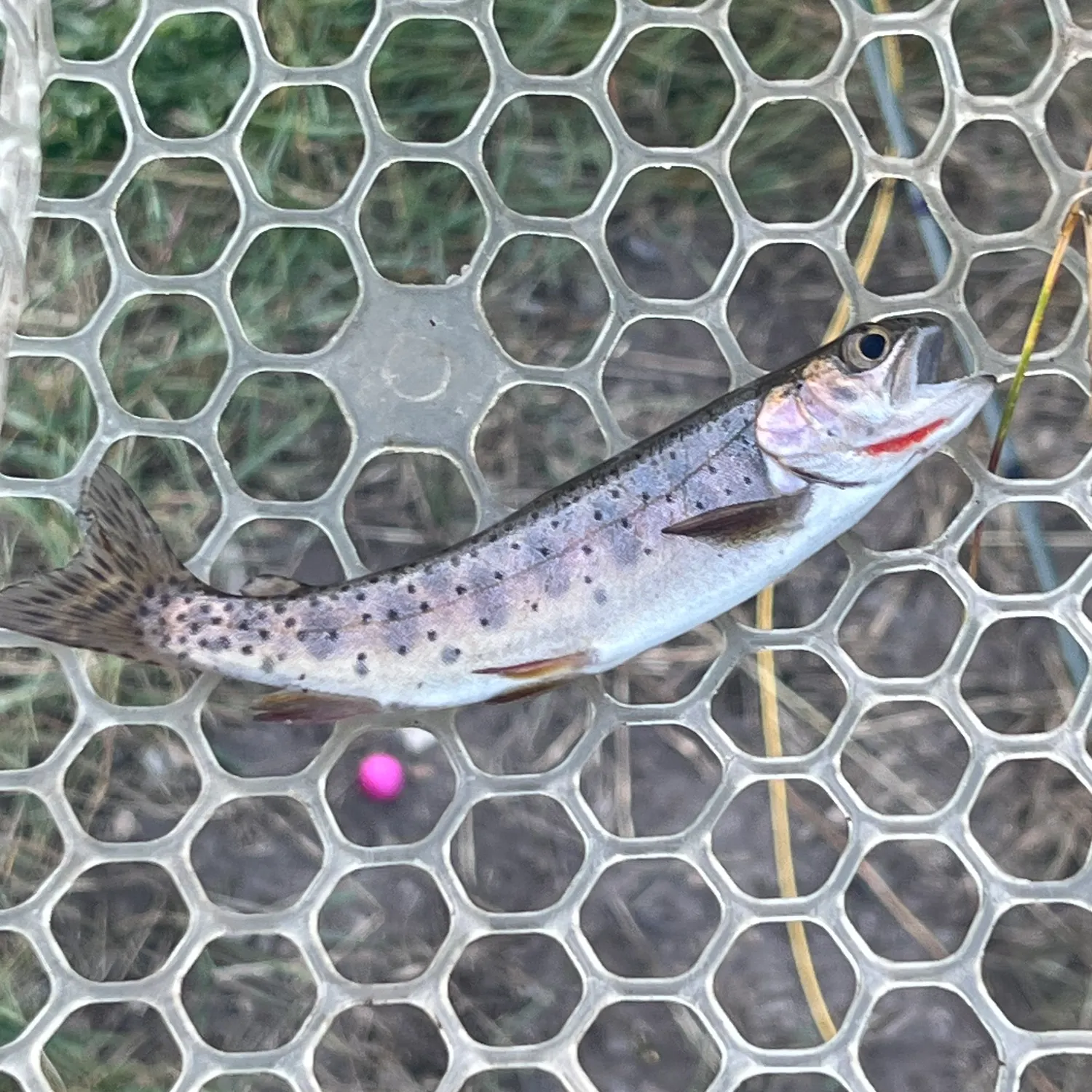Yellowstone cutthroat trout caught on Fishbrain
