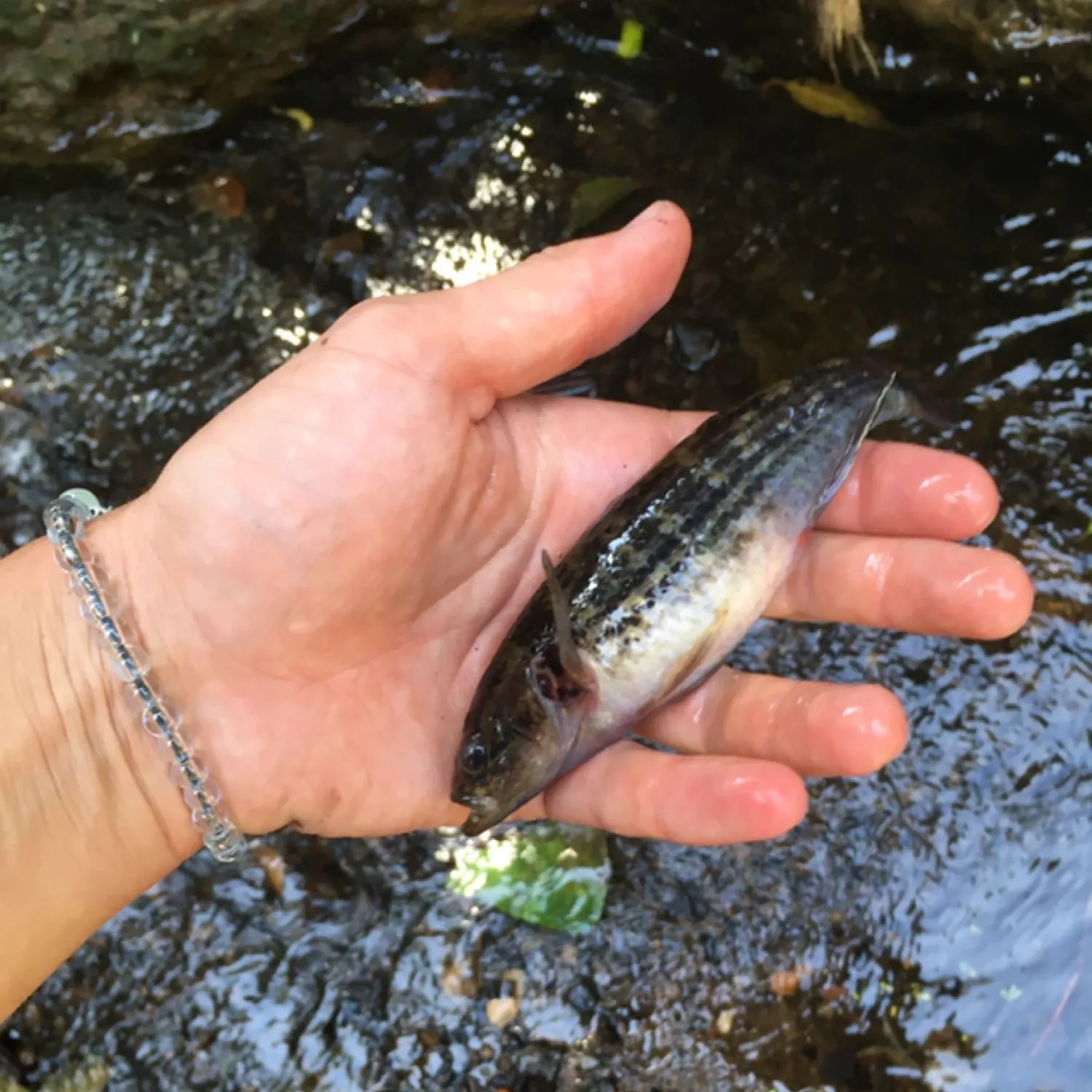 The most recent Cox's gudgeon catches on Fishbrain