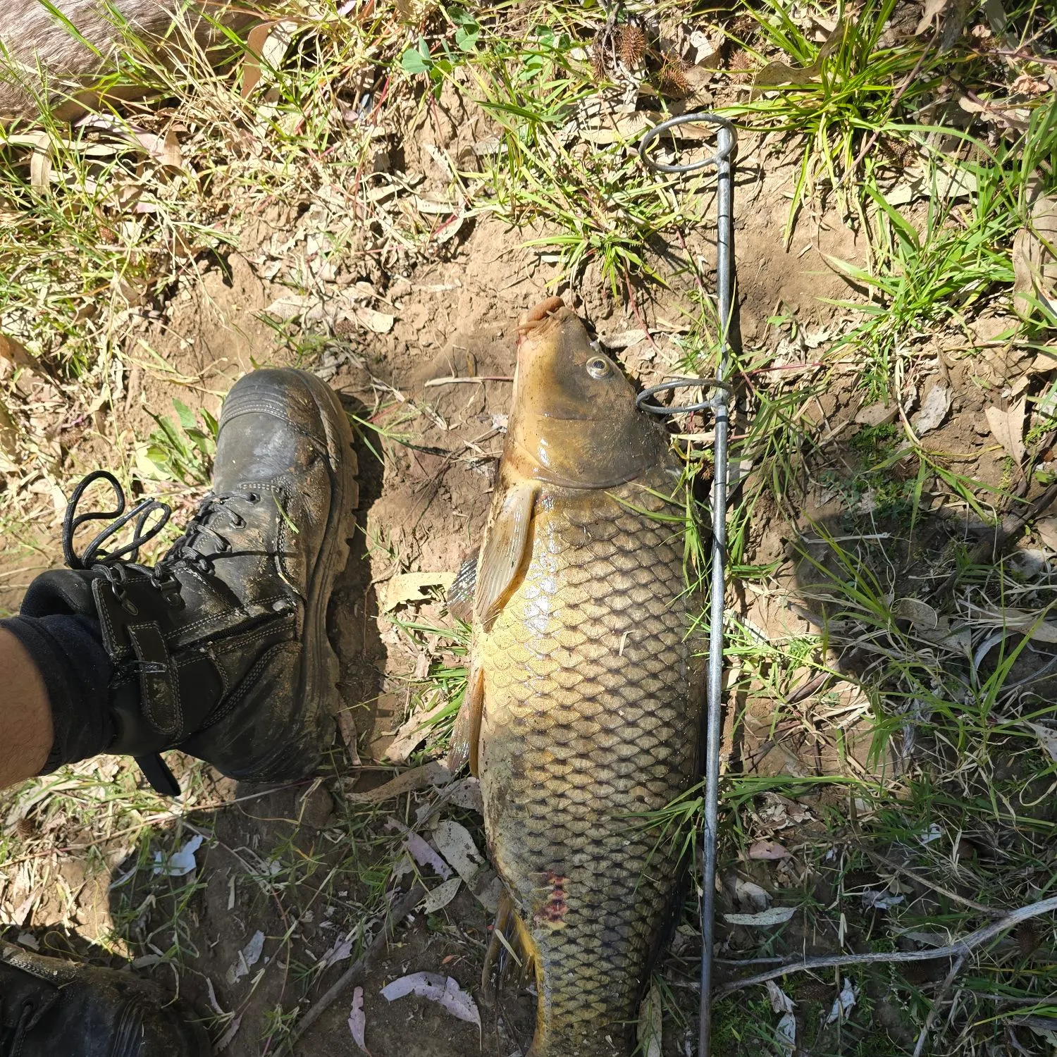 Common carp caught on Fishbrain