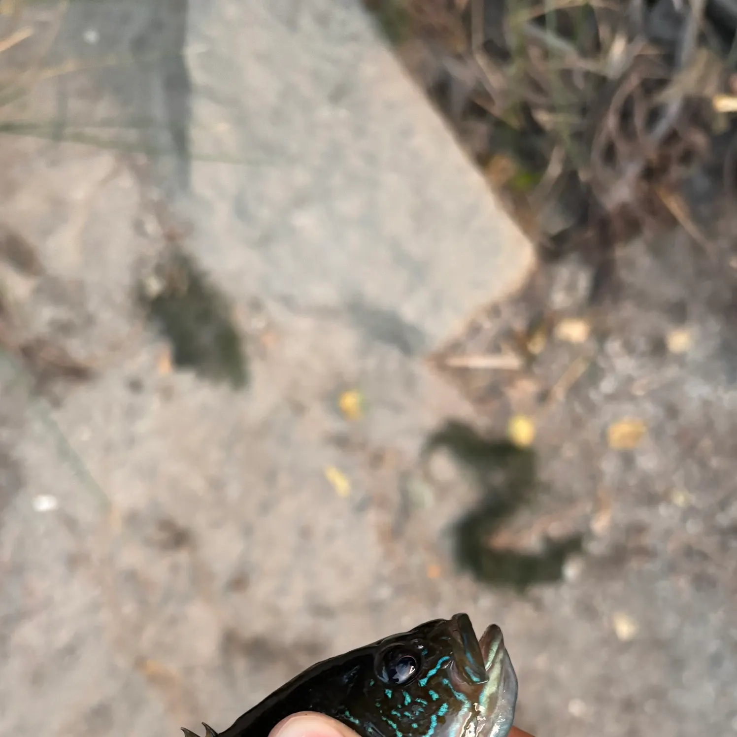 Greengill hybrid caught on Fishbrain