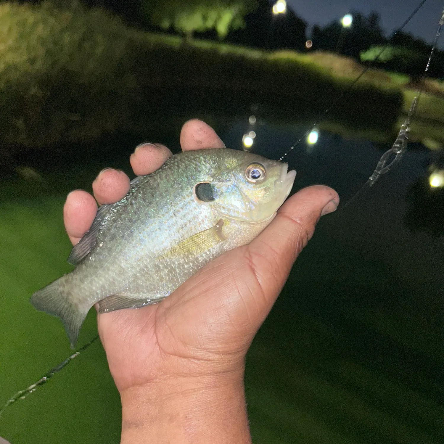 Bluegill caught on Fishbrain