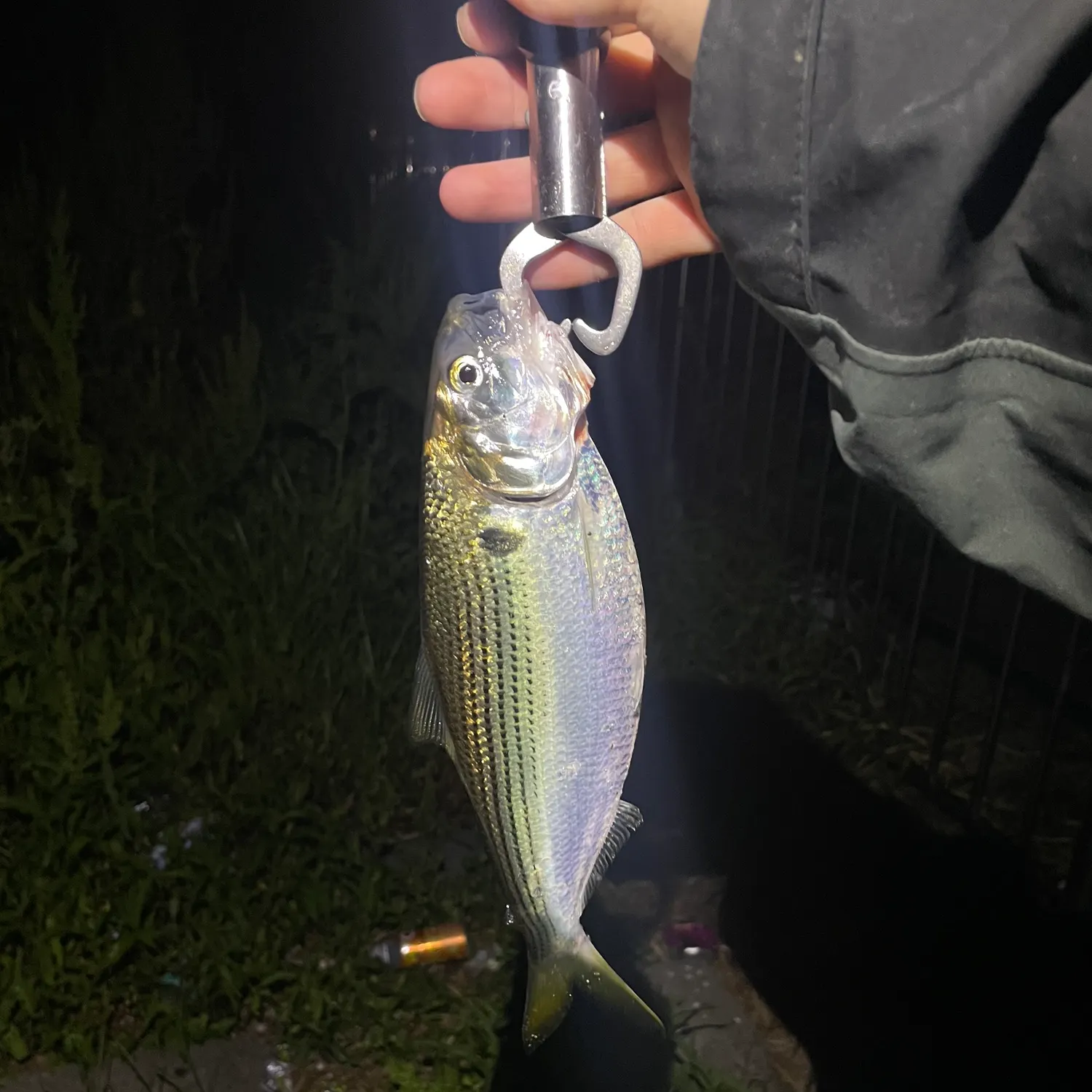 The most recent Dotted gizzard shad catches on Fishbrain