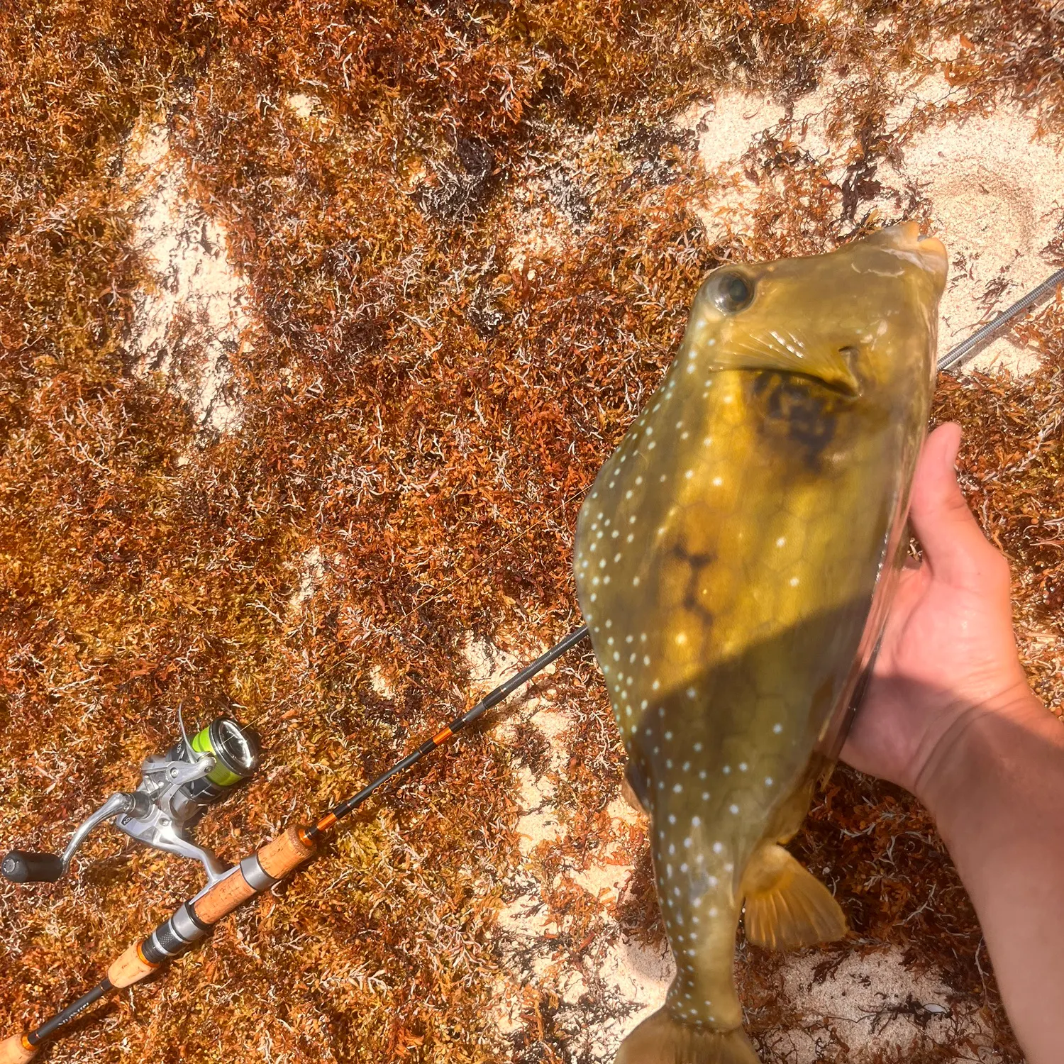 The most recent Buffalo trunkfish catches on Fishbrain