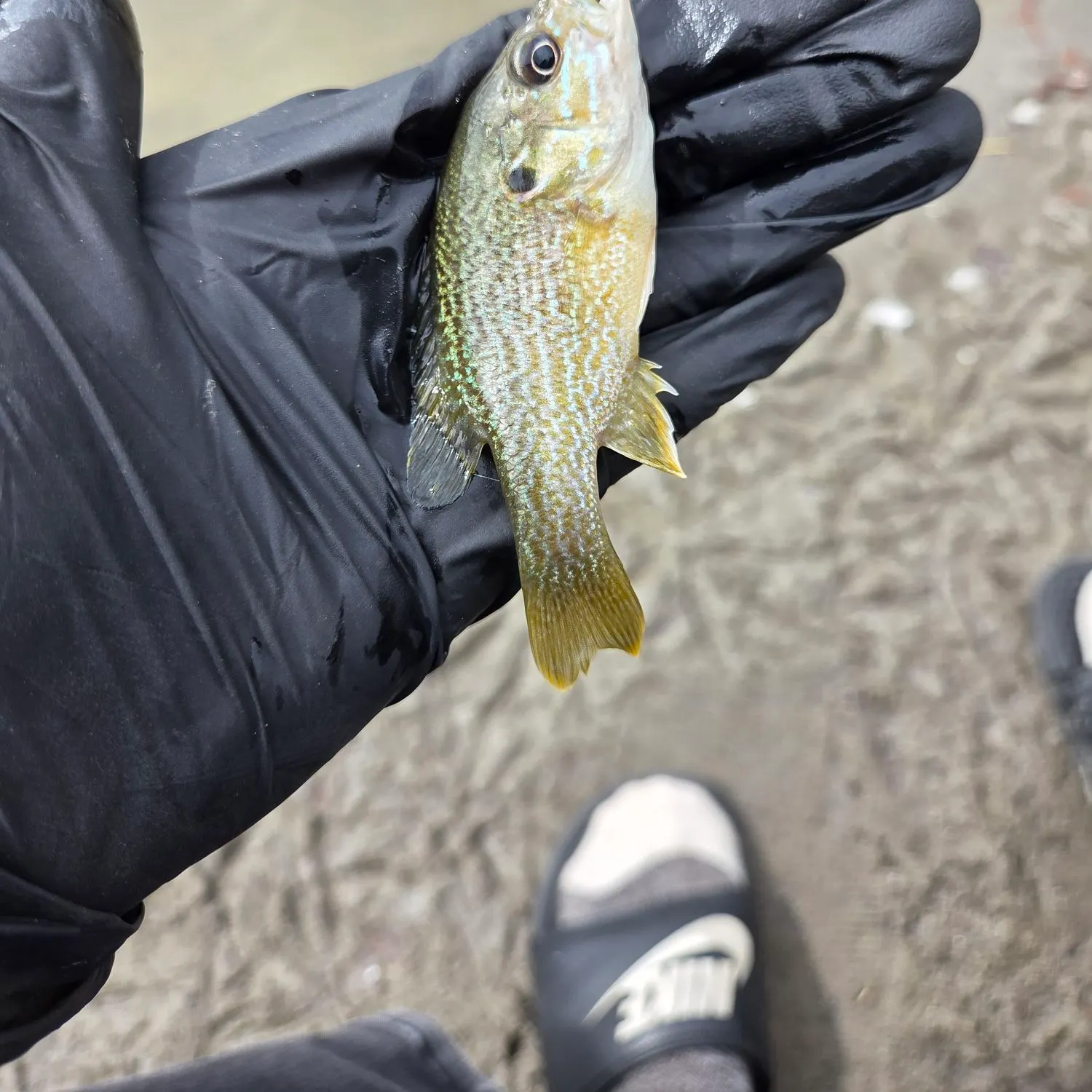 Green sunfish caught on Fishbrain