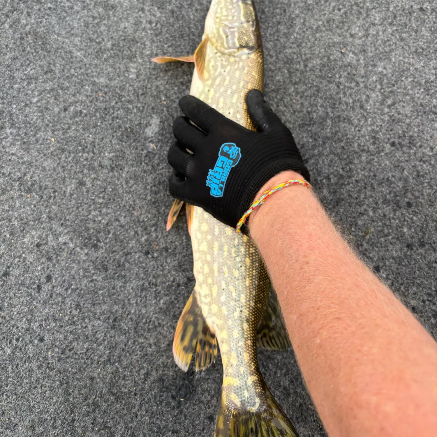 Northern pike caught on Fishbrain