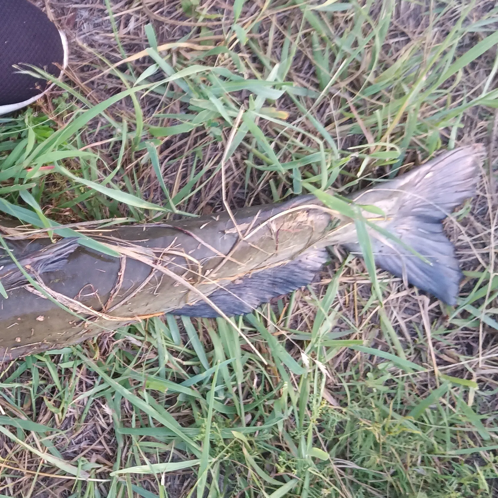 angler catch