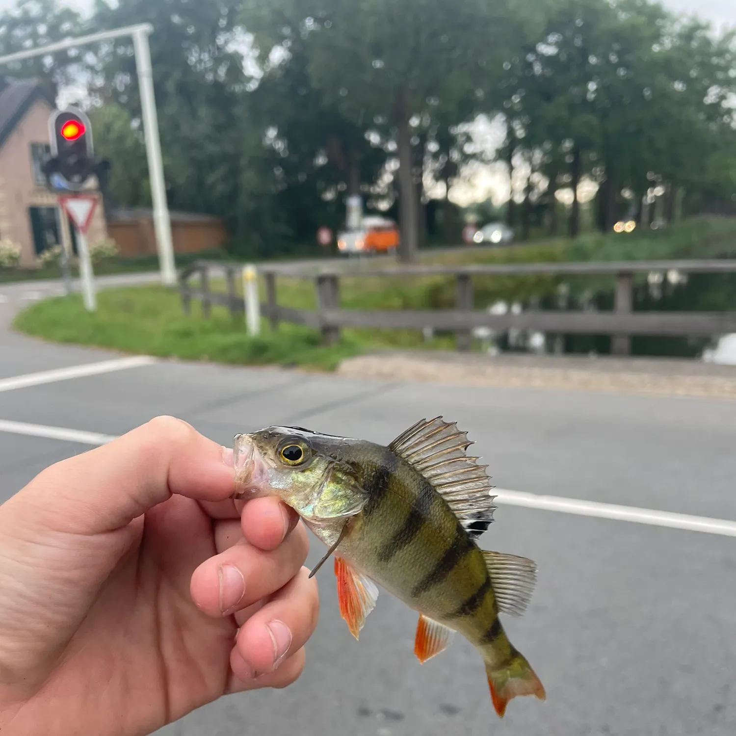 European perch caught on Fishbrain