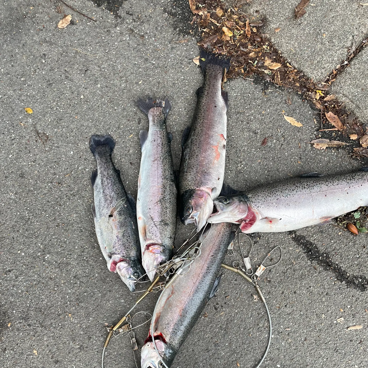 recently logged catches