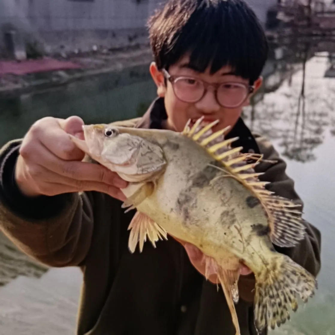 The most popular recent Leopard mandarin fish catch on Fishbrain