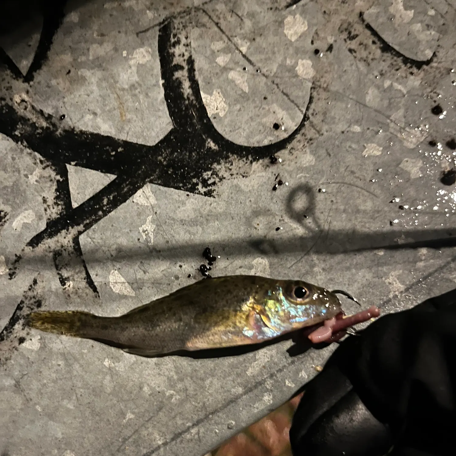 The most recent Sand goby catches on Fishbrain