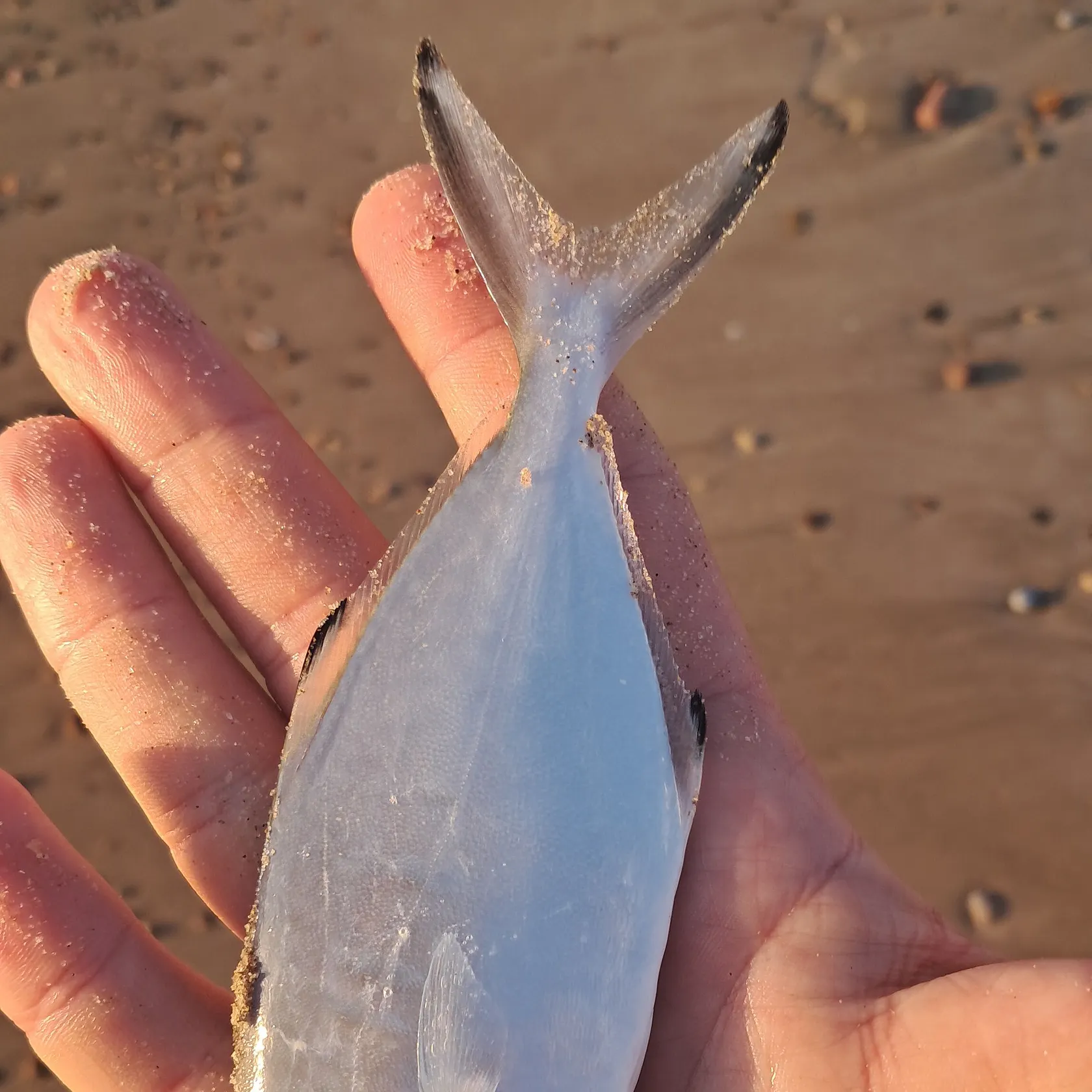The most recent Derbio pompano catches on Fishbrain