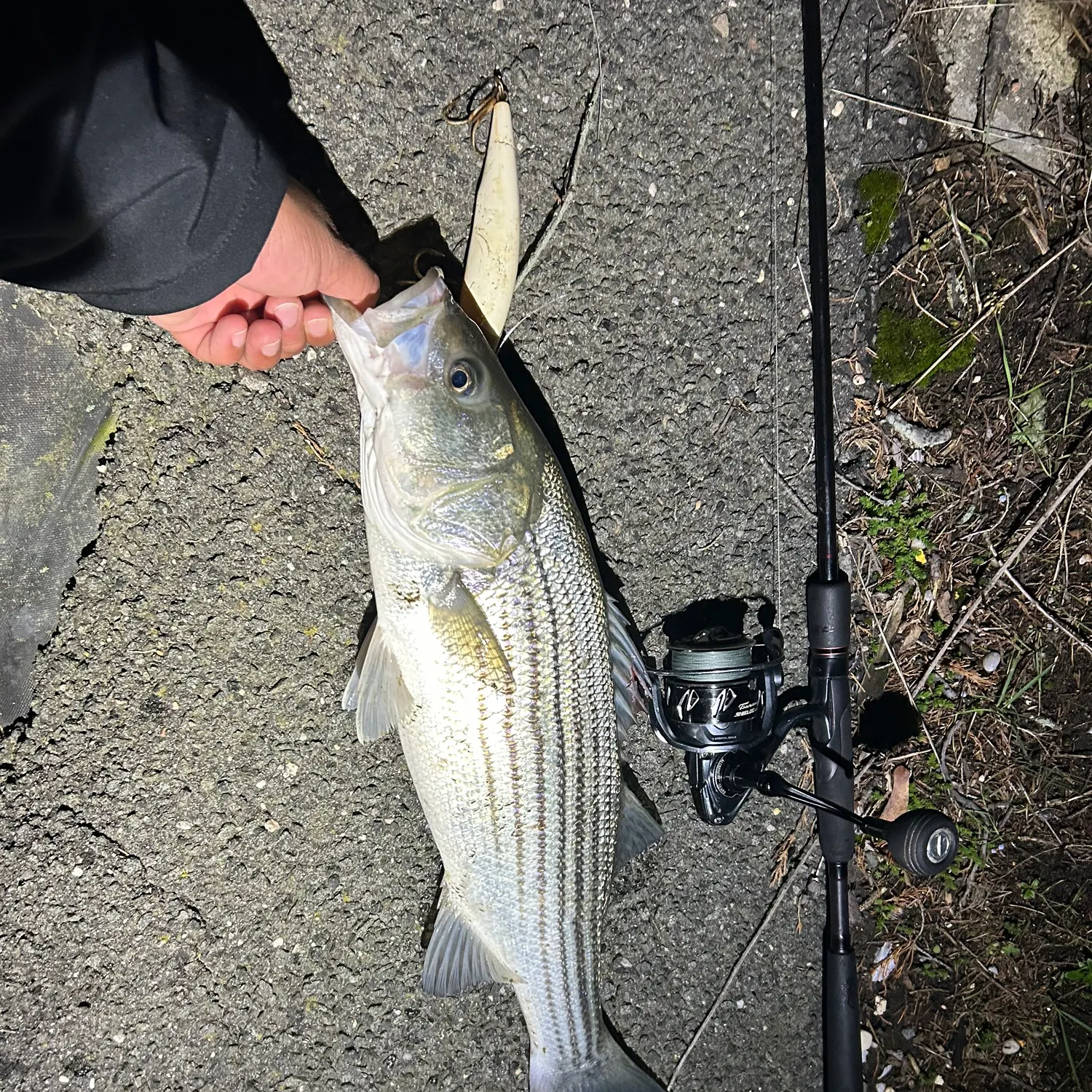 Striped bass caught on Fishbrain