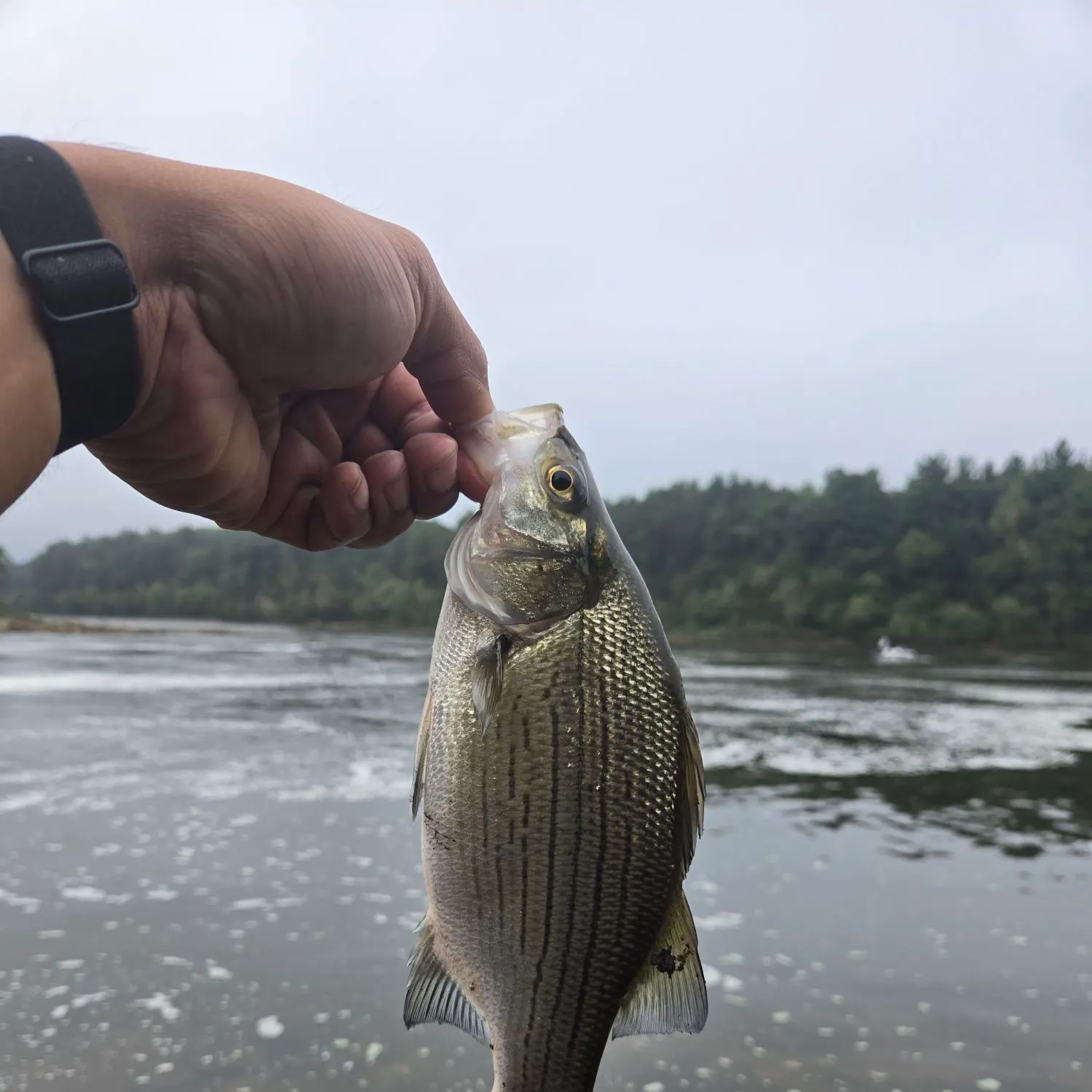White bass caught on Fishbrain