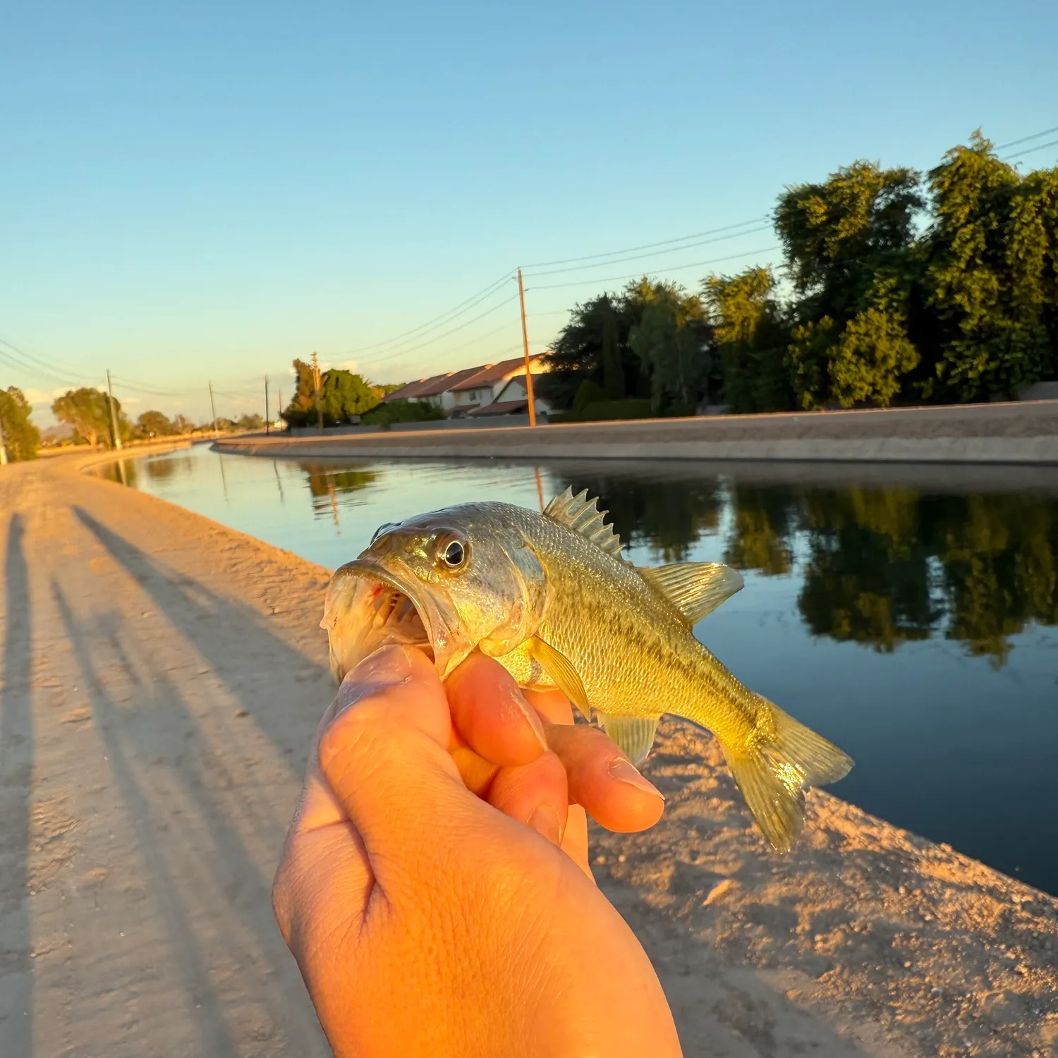 catch