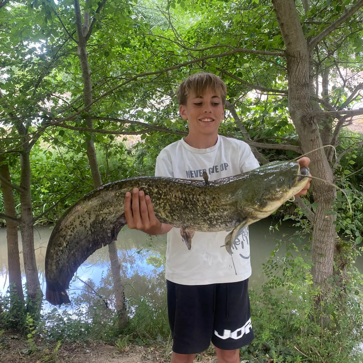 The most recent Amur catfish catches on Fishbrain