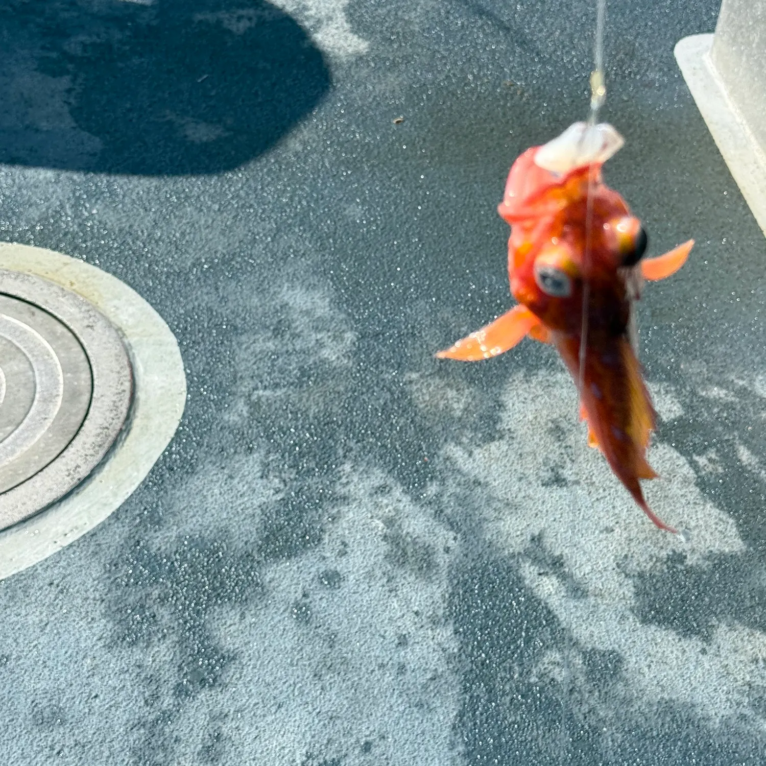 The most recent Pacific goliath grouper catches on Fishbrain