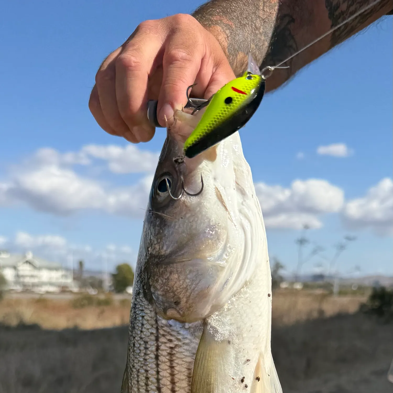 Striped bass caught on Fishbrain