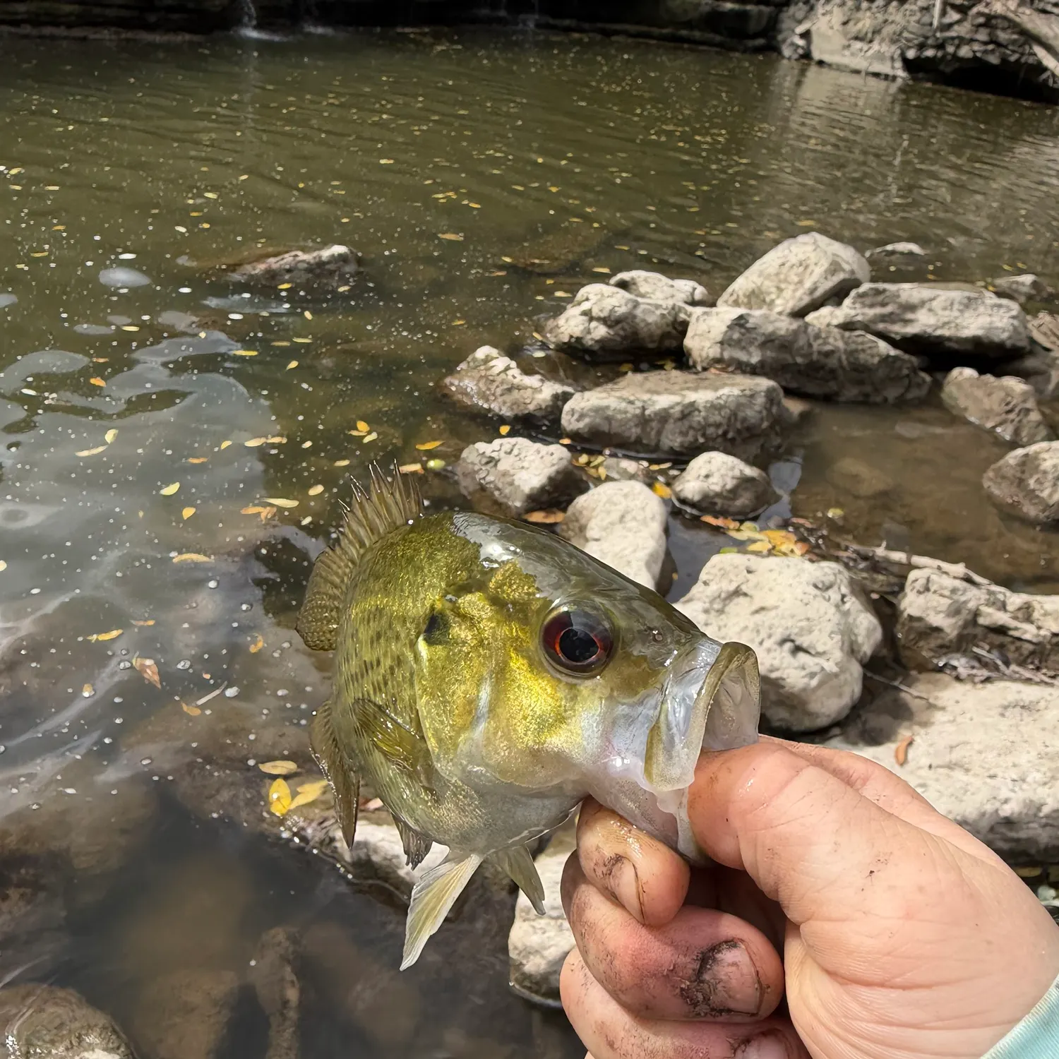 Rock bass caught on Fishbrain