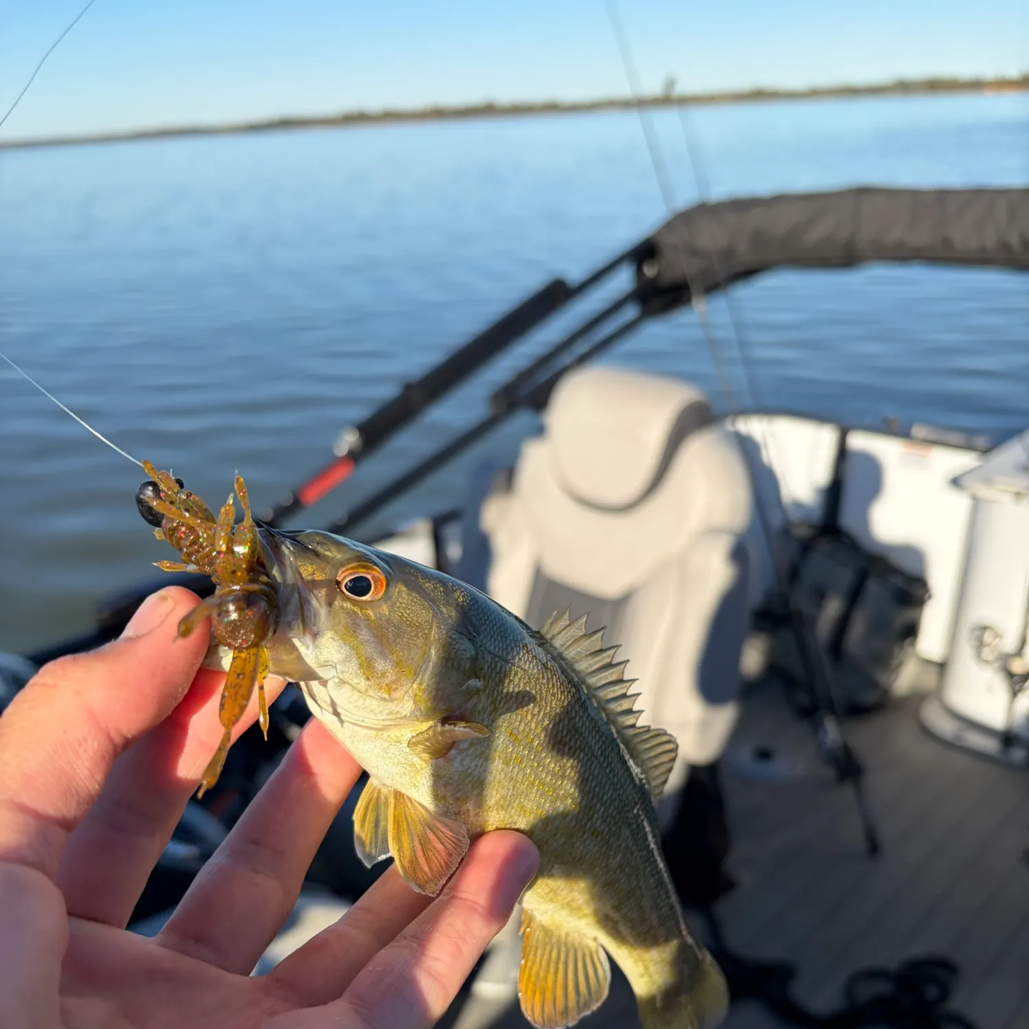 Smallmouth bass caught on Fishbrain