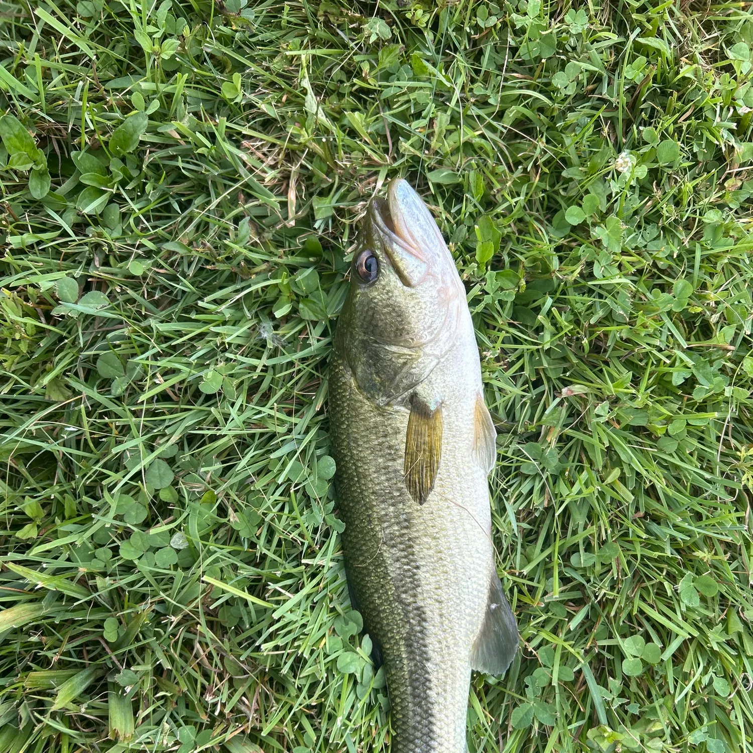 The most recent Smallmouth bass catches on Fishbrain