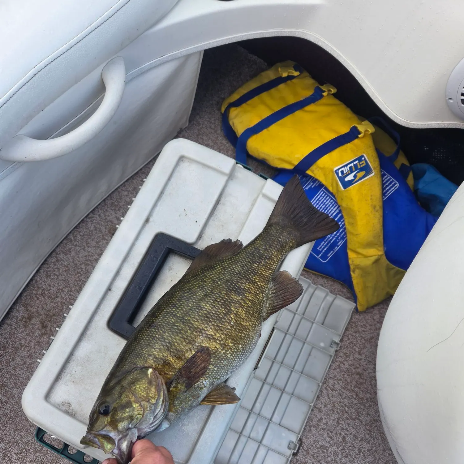 Smallmouth bass caught on Fishbrain