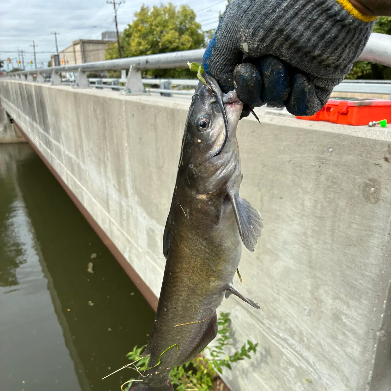 catch