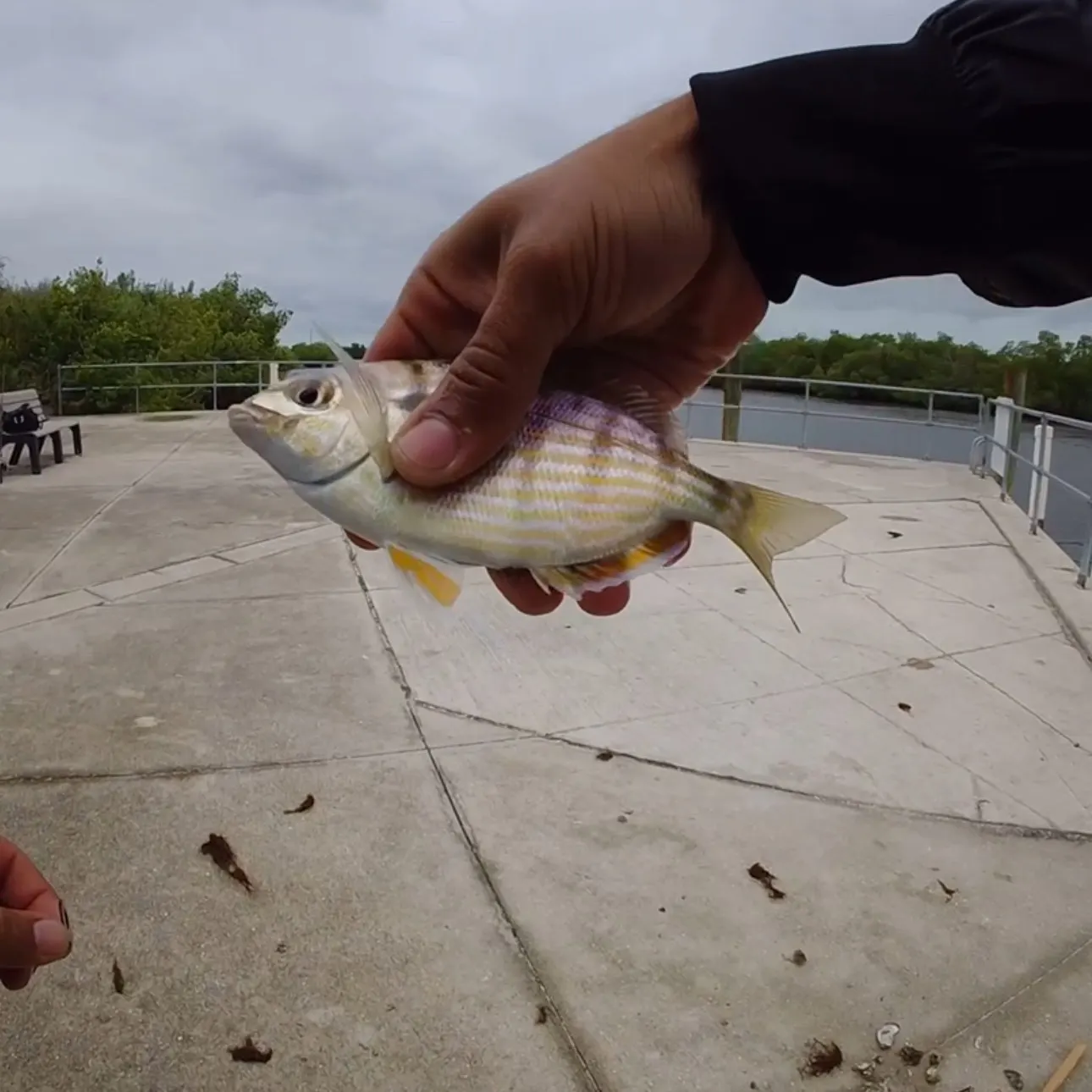 The most recent Pinfish catches on Fishbrain