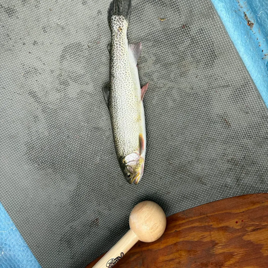 Coastal cutthroat trout caught on Fishbrain
