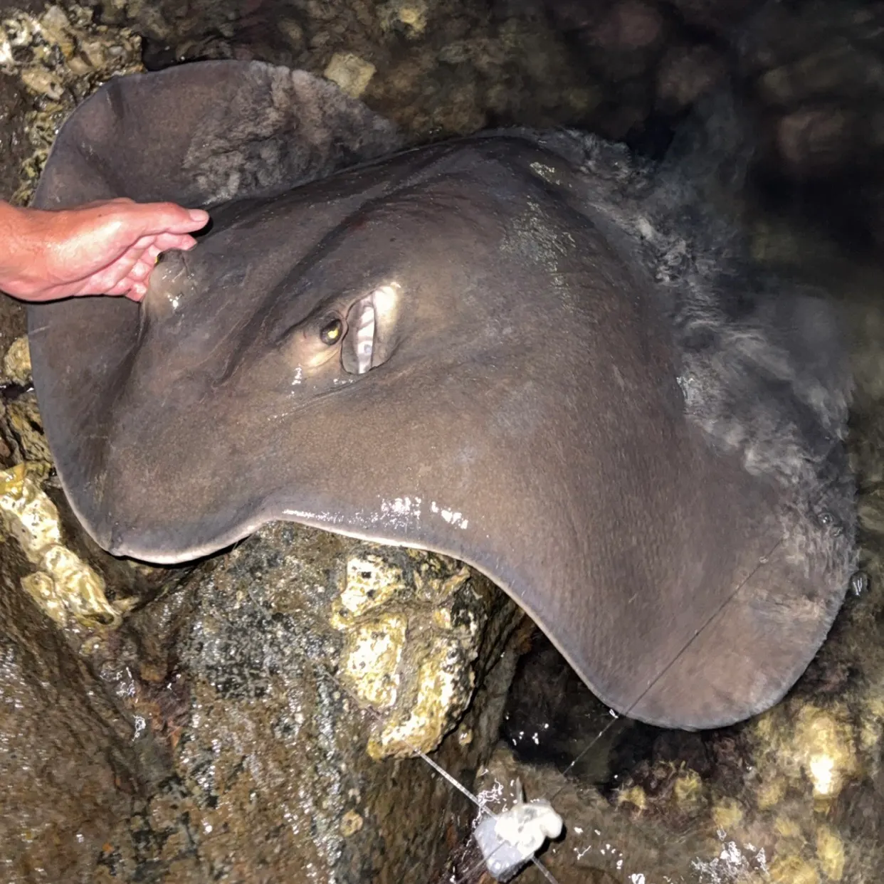 The most recent Diamond stingray catches on Fishbrain