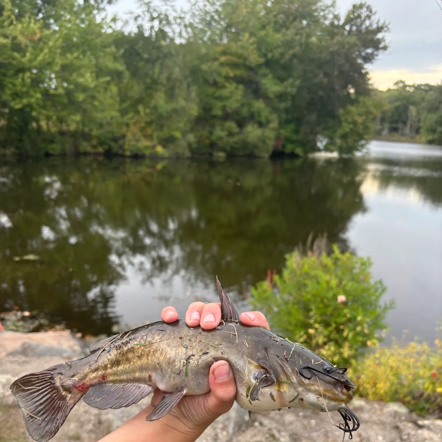 Black bullhead caught on Fishbrain