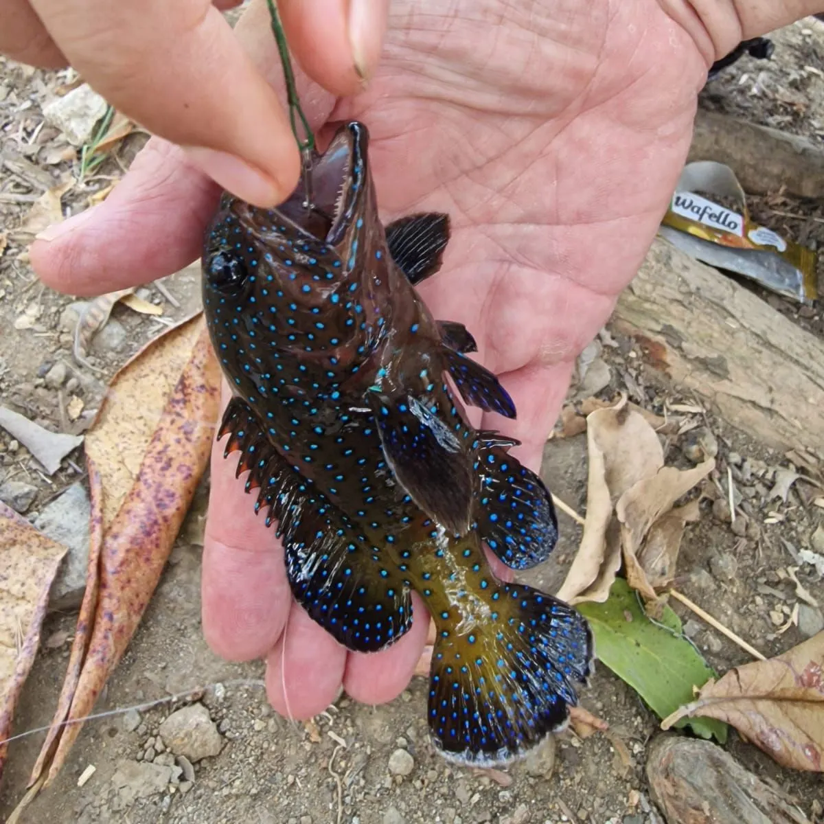 The most recent Peacock hind catches on Fishbrain