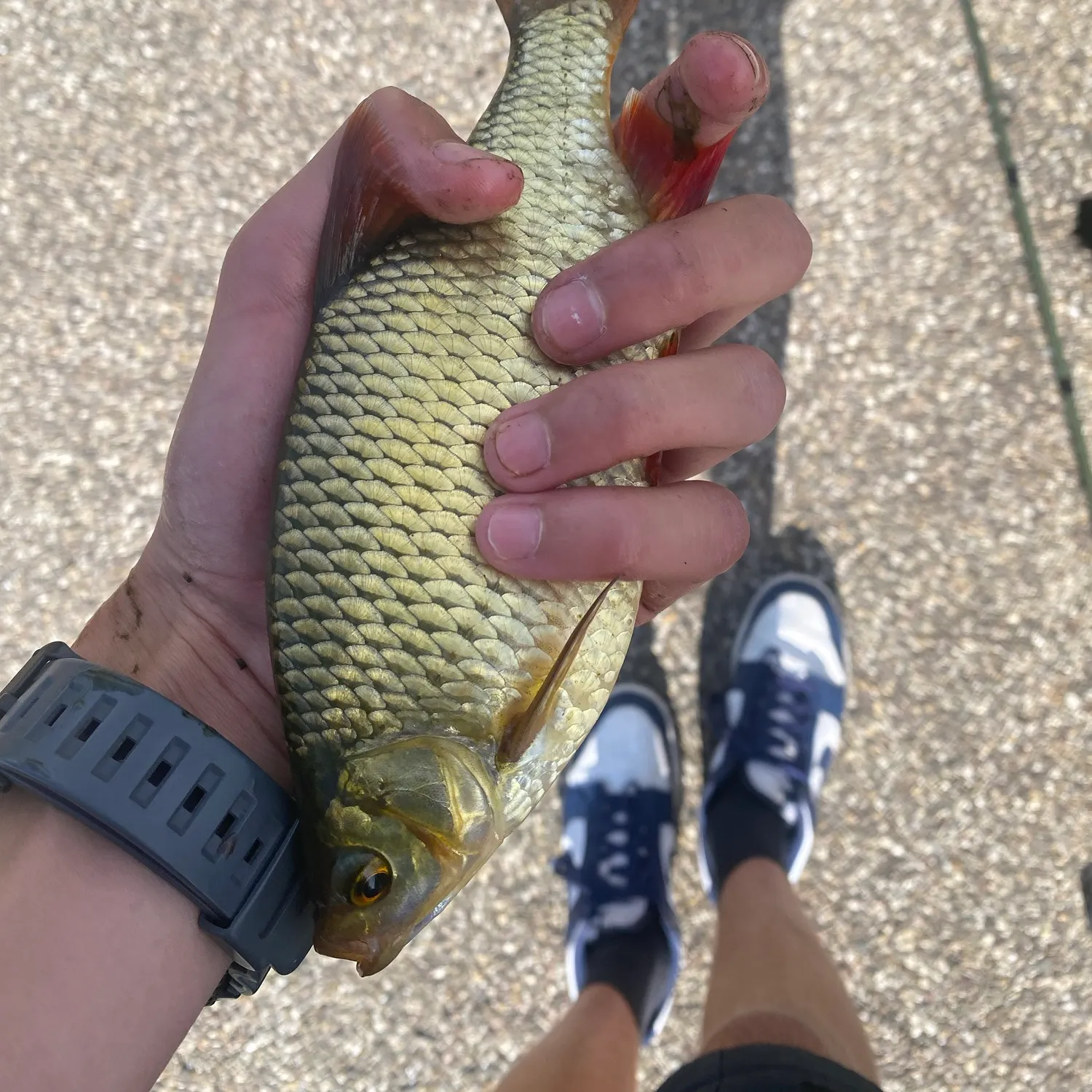 Common rudd caught on Fishbrain