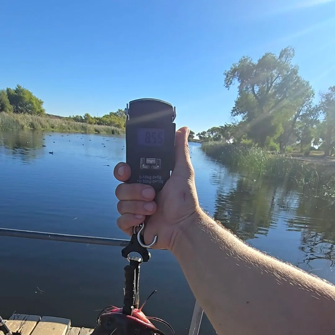 Channel catfish caught on Fishbrain