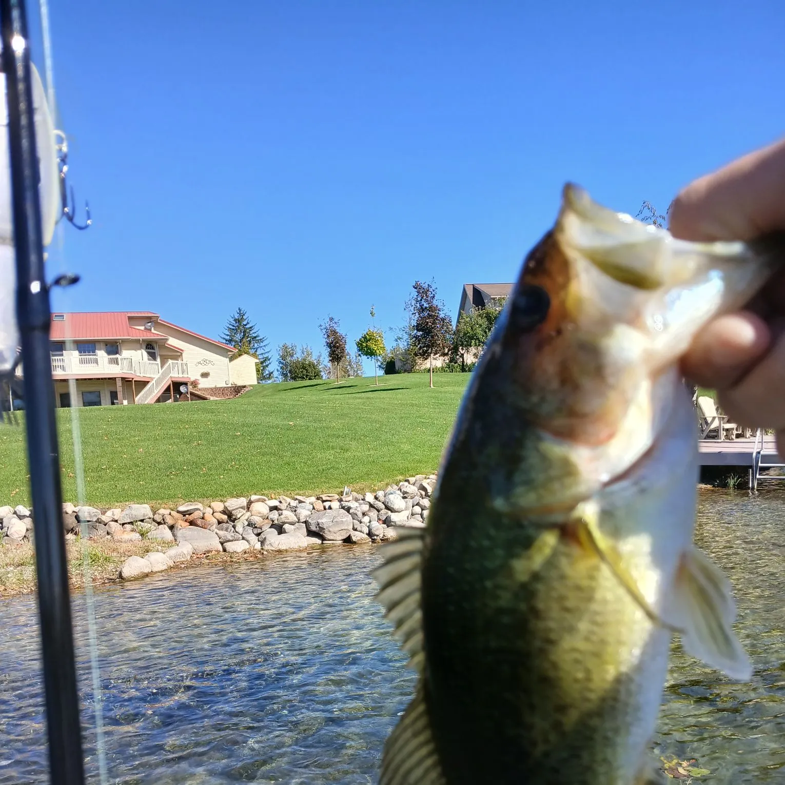 Largemouth bass caught on Fishbrain