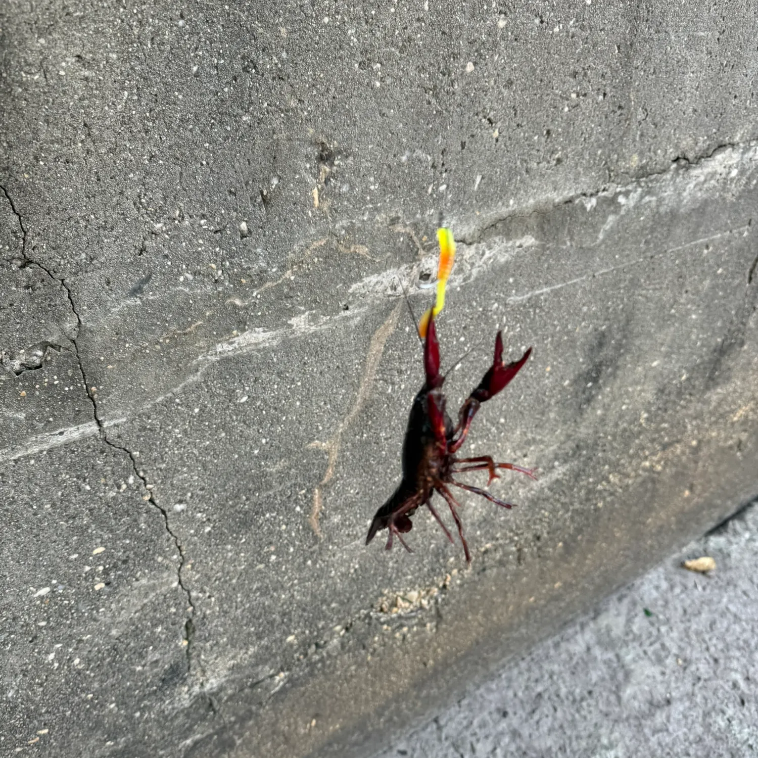 The most recent Red swamp crayfish catches on Fishbrain