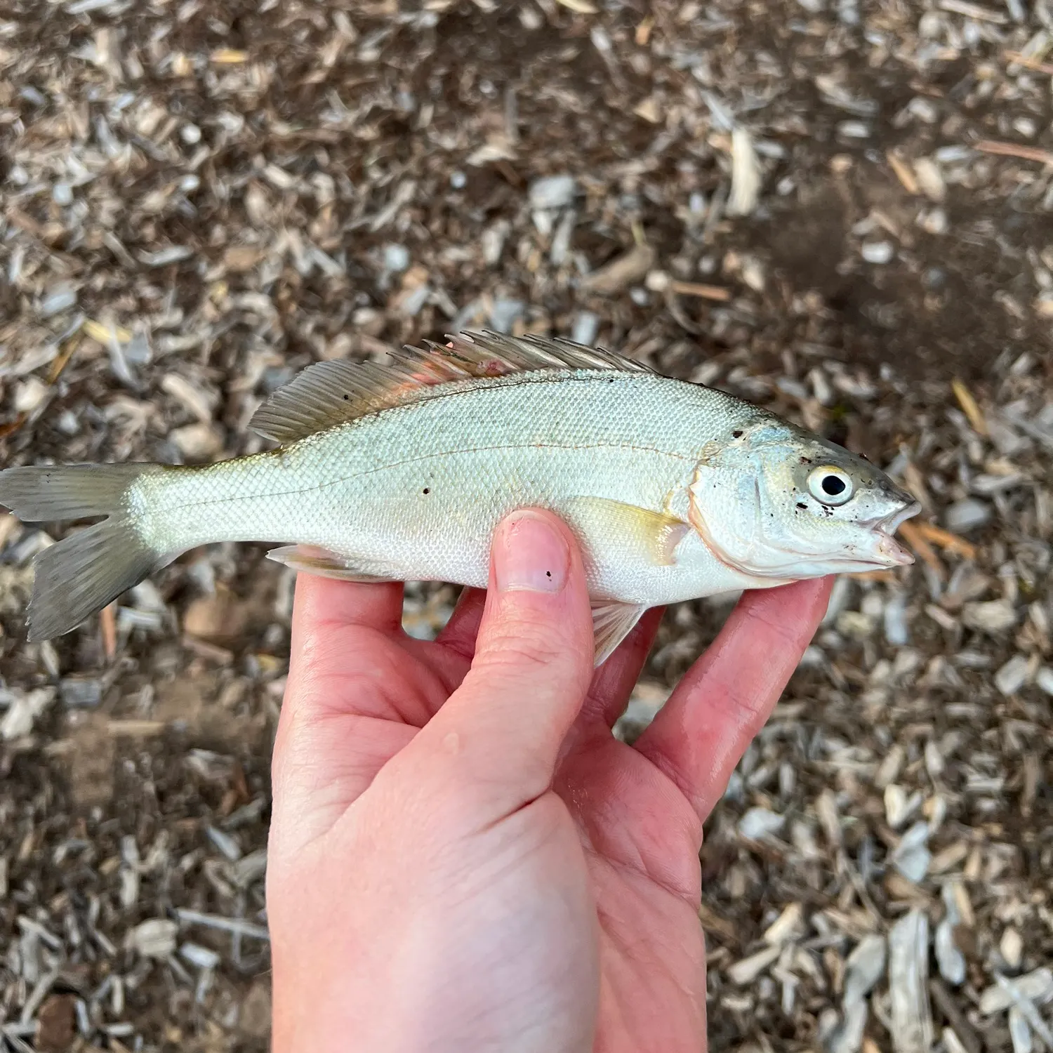 The most recent Bidyan perch catches on Fishbrain