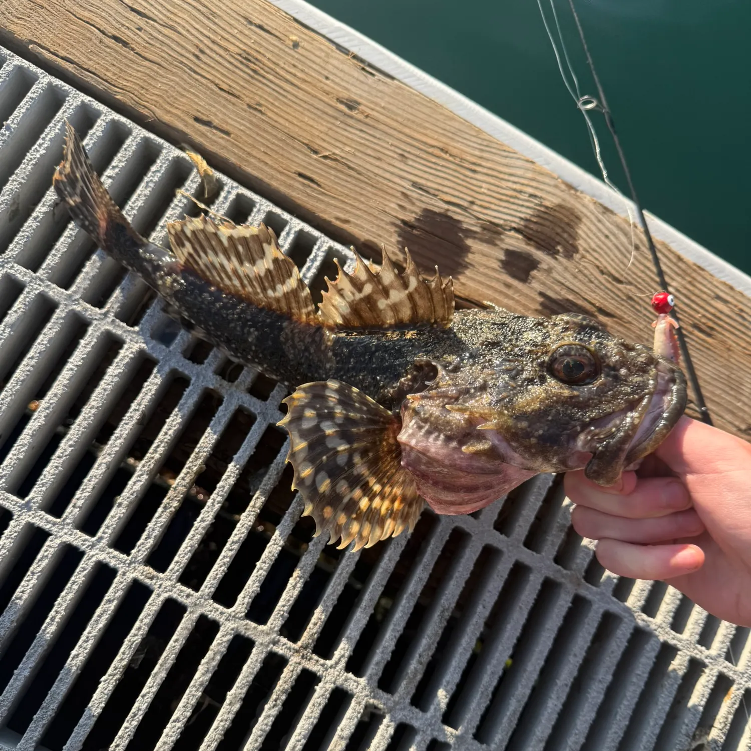 The most recent Great sculpin catches on Fishbrain