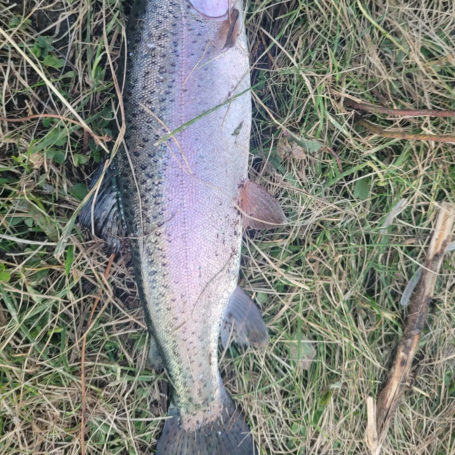 Rainbow trout caught on Fishbrain