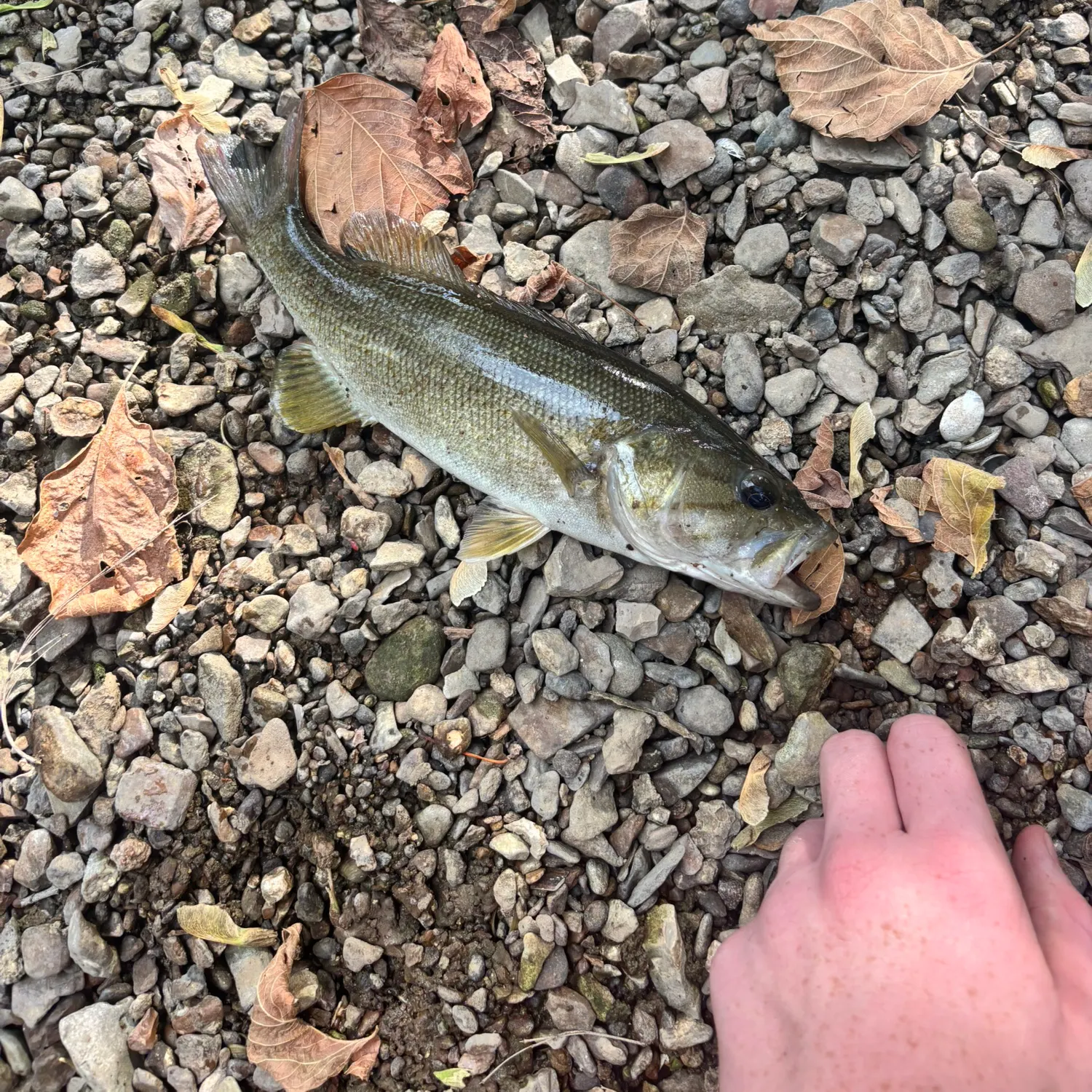 Smallmouth bass caught on Fishbrain