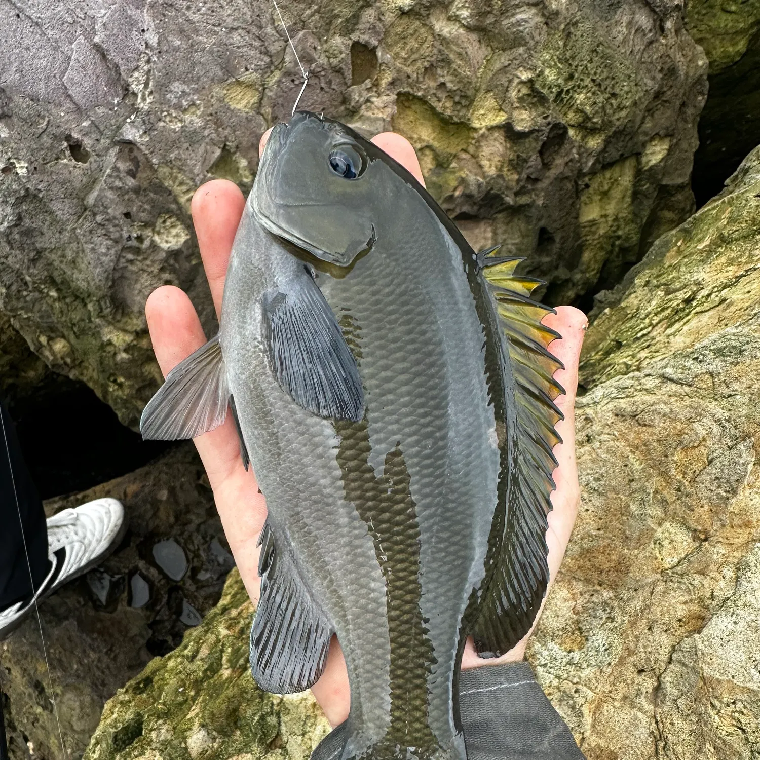 The most recent Opaleye catches on Fishbrain